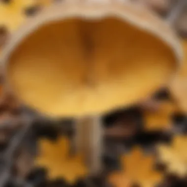Aspen Mushroom Cap Characteristics Detailed view of the aspen mushroom cap showcasing its color and texture.