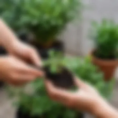 Gardener selecting the right biohumus for plants