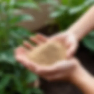 Exploring High-Quality Biohumus for Optimal Plant Growth High-quality organic fertilizer in a garden setting