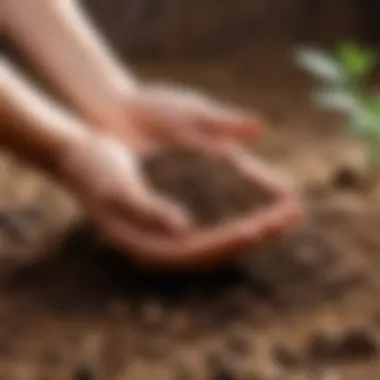 Enhancing Soil Quality with Biohumus Nutrient-rich soil with biohumus application