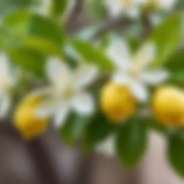 Close-up of fragrant lemon blossoms