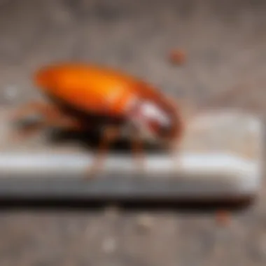 Cockroach bait stations using boric acid, demonstrating effective placement.