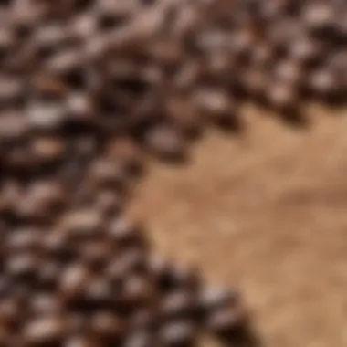 Close-up of coffee beans and ground coffee for quality assessment