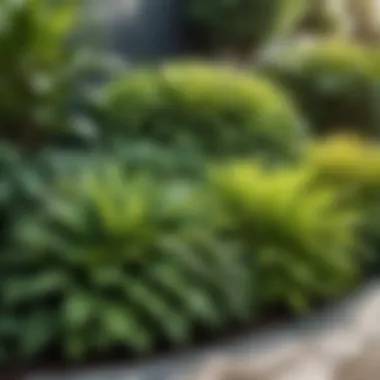 Lush plants thriving in a well-maintained garden bed