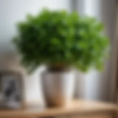 Flourishing Plants Benefiting from Lime Treatment Flourishing plants benefiting from lime treatment