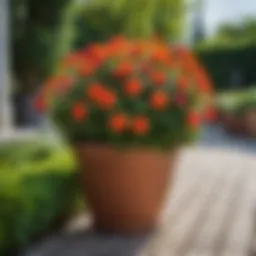 Vibrant potted flowers in a garden setting