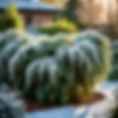 Frost blankets draped over plants in a garden during winter