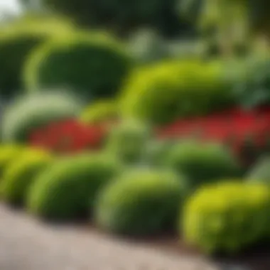 Comparison of various garden border types in a landscaped setting