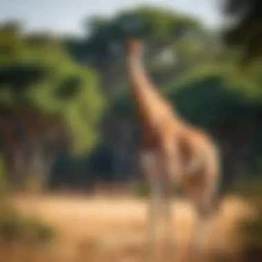 A majestic giraffe in a lush African savanna