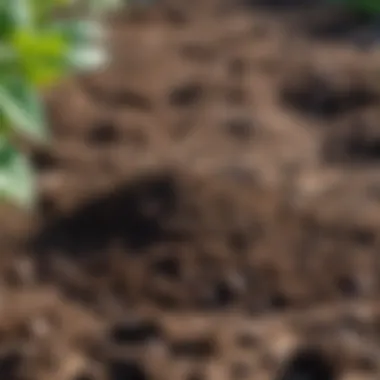 Nutrient-Rich Horse Manure Fertilizer Nutrient-rich horse manure fertilizer spread across a garden bed