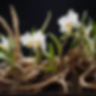 Healthy Orchid Roots in Ideal Substrate Close-up of orchid roots in suitable substrate