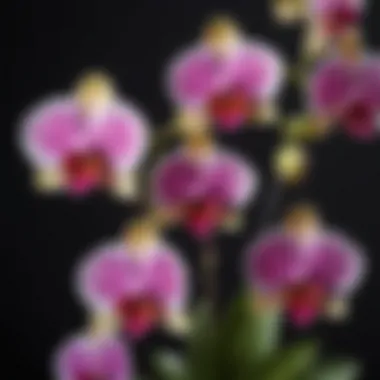 Diverse Orchid Species in Full Bloom Vibrant orchid blooms showcasing various species