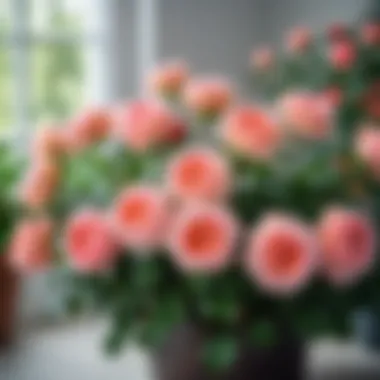 Healthy Roses Thriving Healthy roses thriving in a well-maintained garden