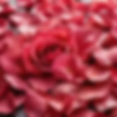 Close-up of rose petals showcasing their beauty