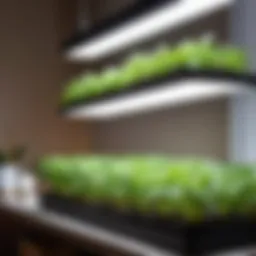 Different types of grow lights for seedlings