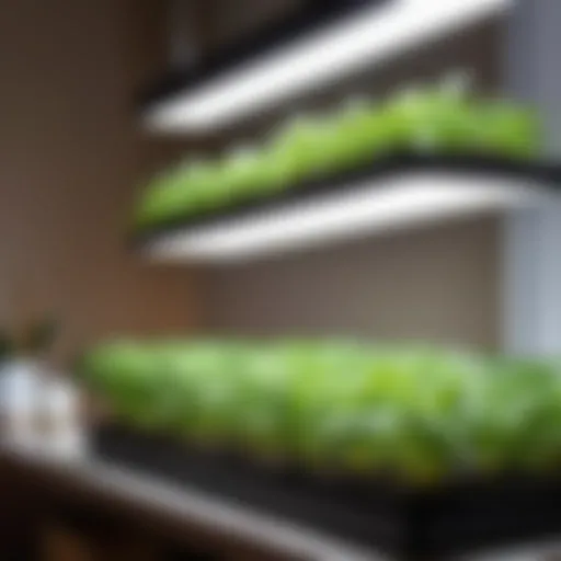 Different types of grow lights for seedlings