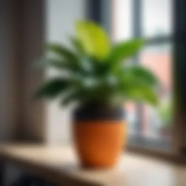 Houseplants that naturally improve air quality