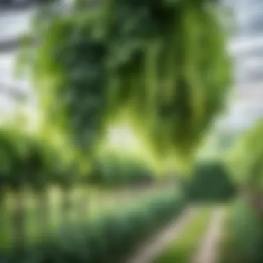 Lush Green Vines for Drying Lush green vines ready for harvesting