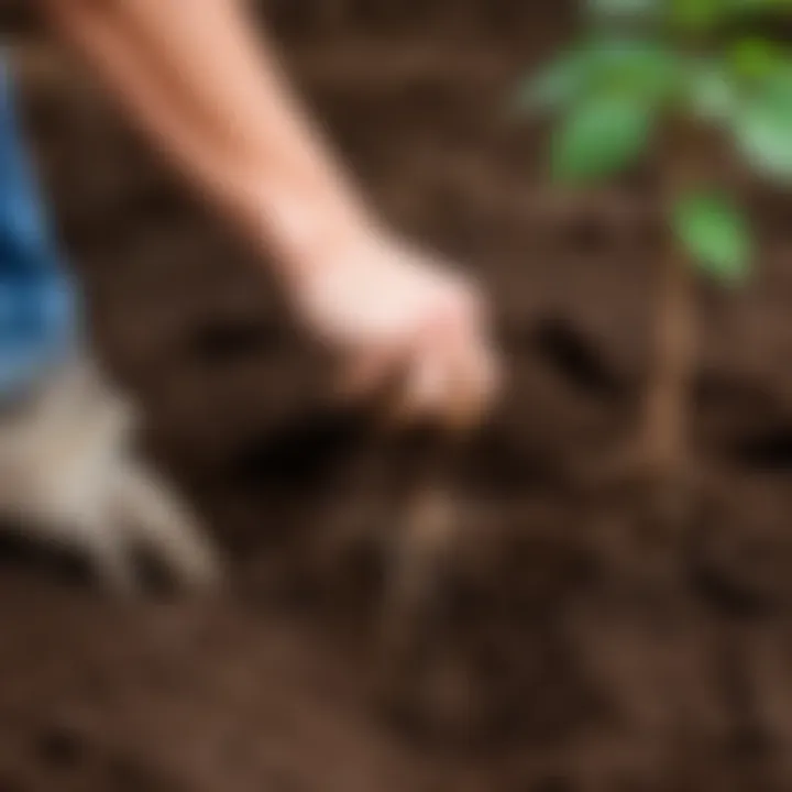 A close-up of rose roots being planted in the prepared soil.