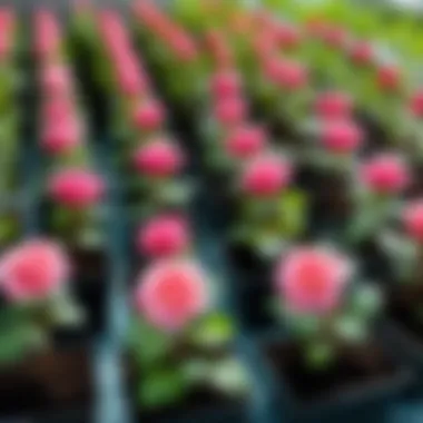 Different varieties of rose seedlings displayed in a nursery.