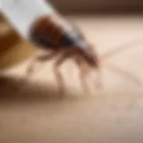 Effective dust application techniques for bedbug control