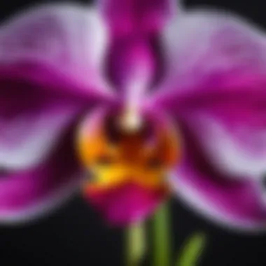 Close-up of a blooming orchid with vibrant colors