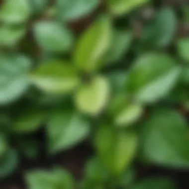 Close-up of Korndana Gorkunov rose leaves showing healthy foliage