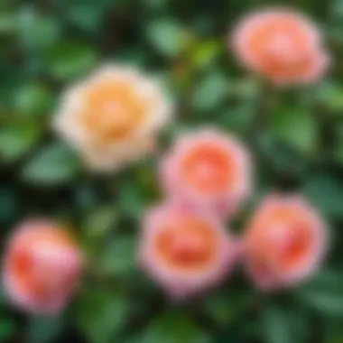 Identifying Pests on Korndana Gorkunov Roses Example of common pests affecting roses