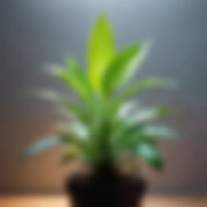 Close-up on a plant illuminated by a growth lamp, highlighting the light spectrum