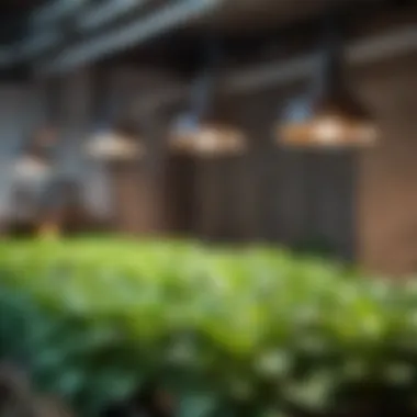 Professional farming setup showcasing various growth lamps in an agricultural environment