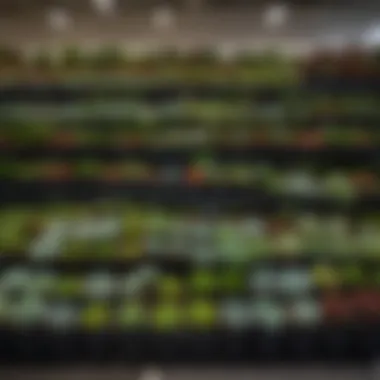 Interior of a large retail chain filled with succulents