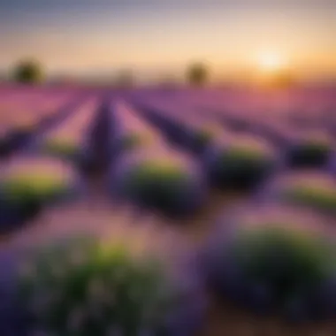 Lavender field in bloom