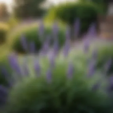 Lavender plant in a garden