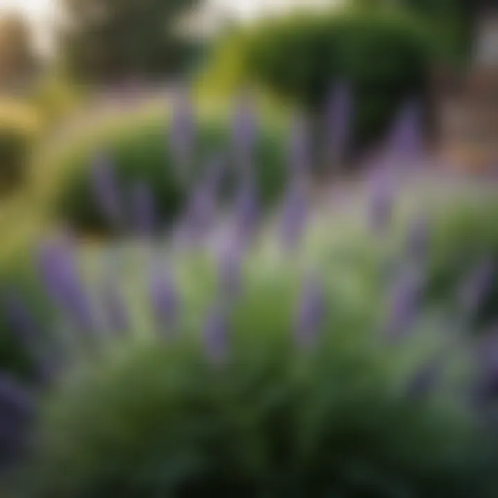 Lavender plant in a garden