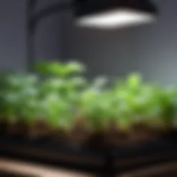 Different types of grow lights for seedlings