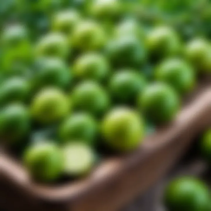 Different types of lime used in gardening