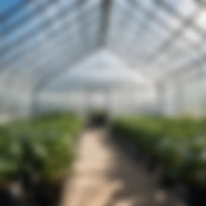 Plastic film covering a greenhouse for efficient light transmission.