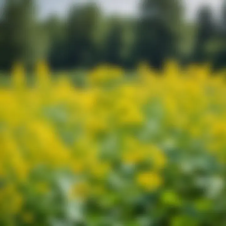 Close-up of mustard flowers attracting beneficial insects