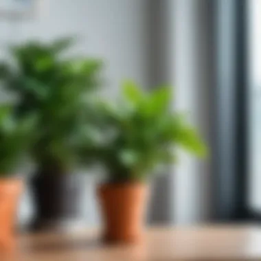 Impact of Low Humidity on Indoor Environment Effects of low humidity on indoor plants