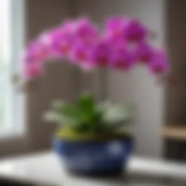 A beautiful orchid plant in a decorative pot showcasing vibrant blooms