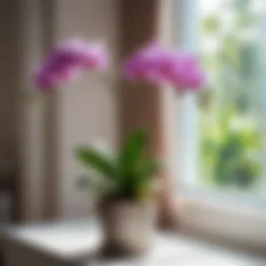 A well-lit room with an orchid receiving optimal natural sunlight