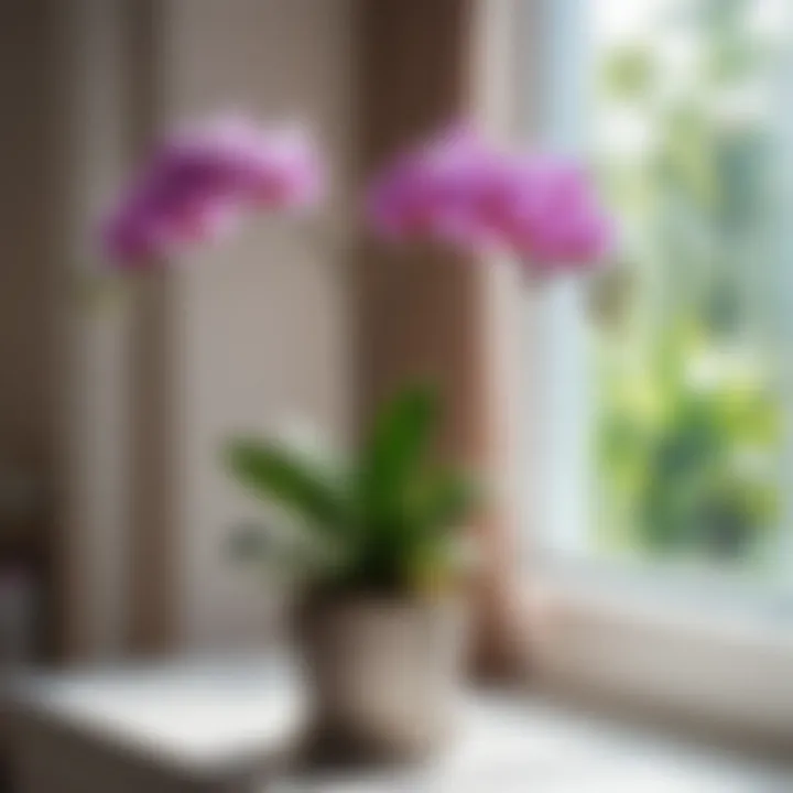 A well-lit room with an orchid receiving optimal natural sunlight