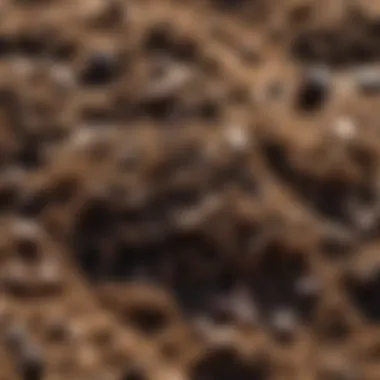 Close-Up of Organic Texture in Horse Manure Close-up of horse manure showcasing its organic texture