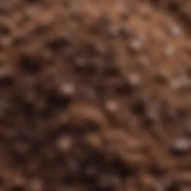 The Texture of Premium Potting Soil Close-up of high-quality potting soil with rich texture