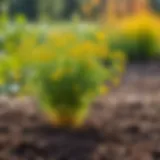 A serene autumn garden with mustard seeds ready for planting