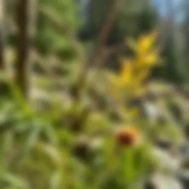 Ecological aspects surrounding Sochi-Park