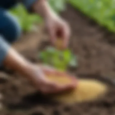 Gardener sowing white mustard seeds
