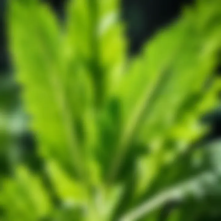 Close-up of fresh celery leaves in sunlight