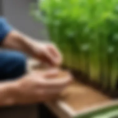 A gardener examining celery seeds in a nurturing environment