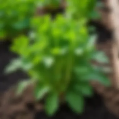 A lush celery plant thriving in a garden bed